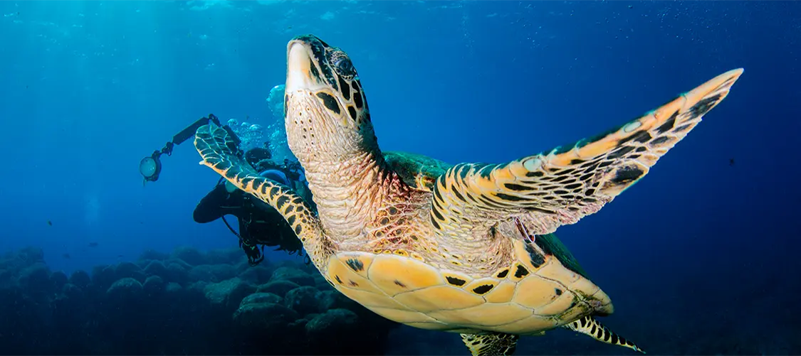Tartarugas em Noronha